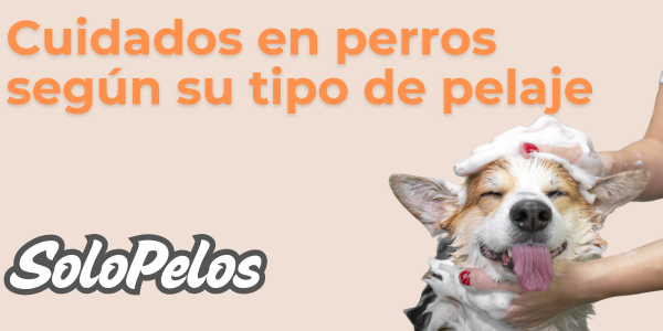Cuidados en Perros según su Tipo de pelaje