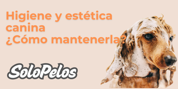 Higiene y Estética Canina ¿Cómo mantenerla?